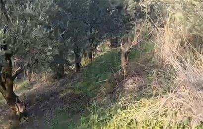 C21 Cius; Yeniköy'de Deniz Manzaralı Bahçe