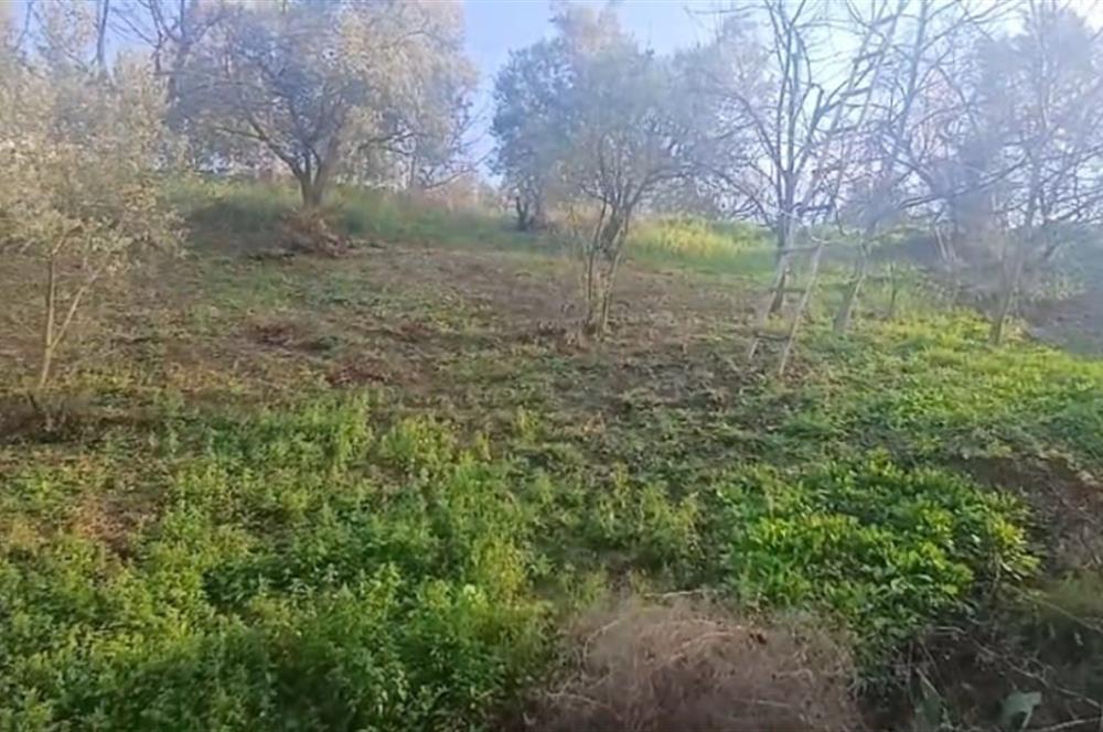 C21 Cius; Yeniköy'de Deniz Manzaralı Bahçe