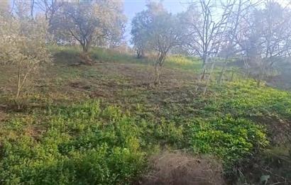 C21 Cius; Yeniköy'de Deniz Manzaralı Bahçe