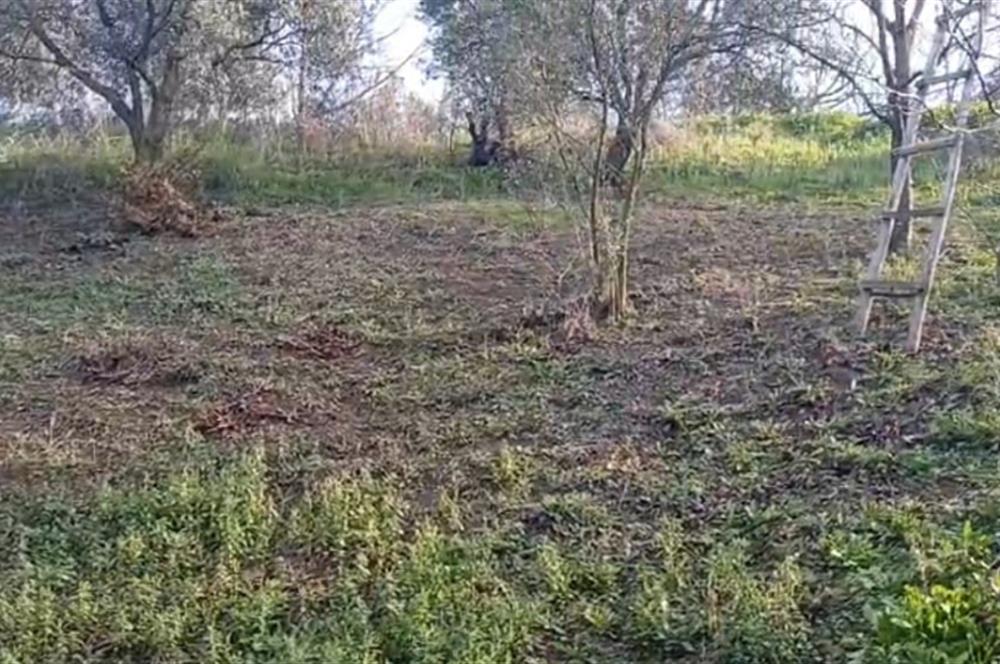 C21 Cius; Yeniköy'de Deniz Manzaralı Bahçe