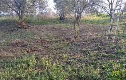 C21 Cius; Yeniköy'de Deniz Manzaralı Bahçe