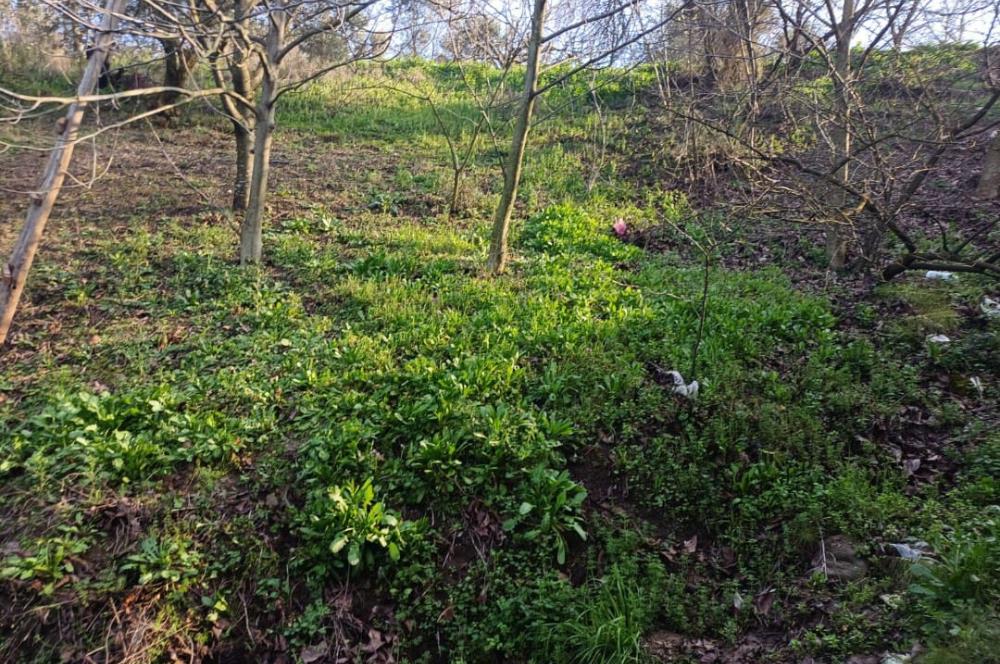 C21 Cius; Yeniköy'de Deniz Manzaralı Bahçe