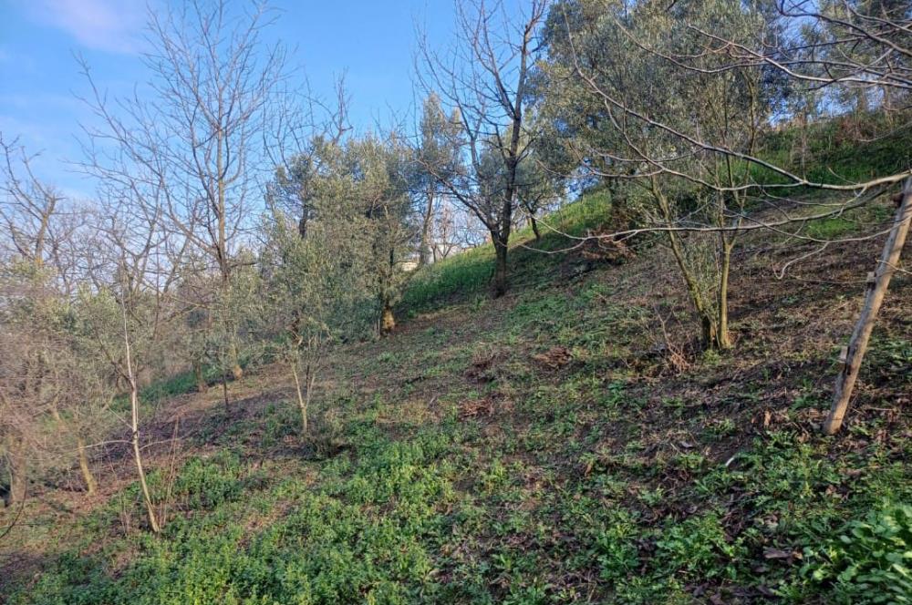 C21 Cius; Yeniköy'de Deniz Manzaralı Bahçe