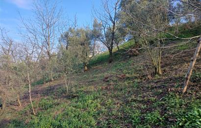 C21 Cius; Yeniköy'de Deniz Manzaralı Bahçe