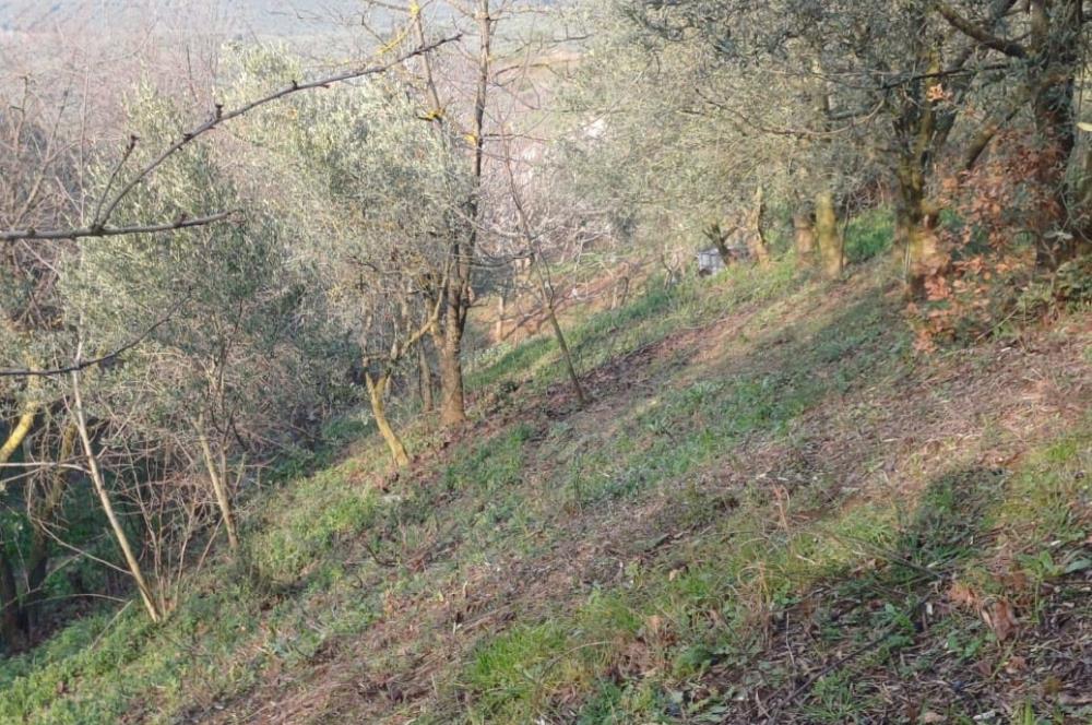 C21 Cius; Yeniköy'de Deniz Manzaralı Bahçe