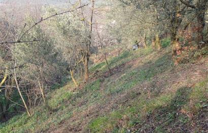 C21 Cius; Yeniköy'de Deniz Manzaralı Bahçe