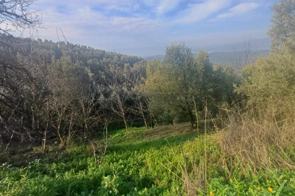 C21 Cius; Yeniköy'de Deniz Manzaralı Bahçe