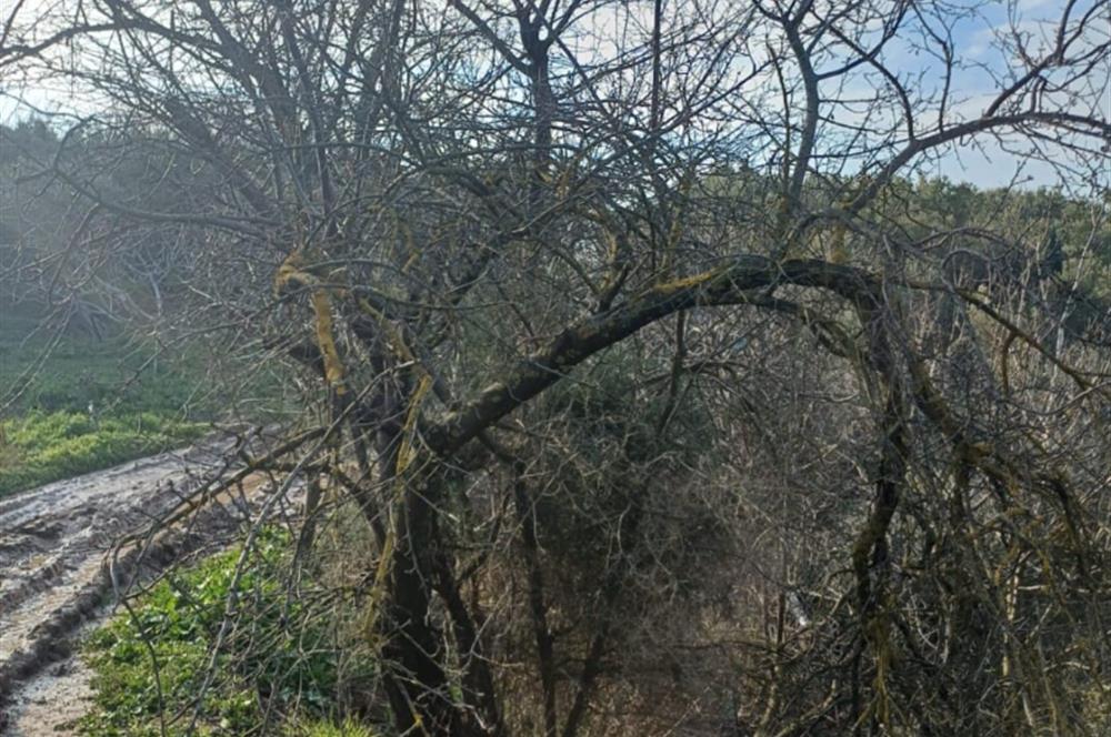 C21 Cius; Yeniköy'de Deniz Manzaralı Bahçe