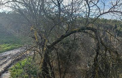 C21 Cius; Yeniköy'de Deniz Manzaralı Bahçe