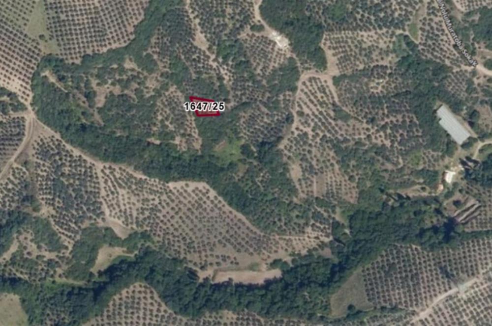 C21 Cius; Gemlik Muratoba'da 504 m2 Fırsat Zeytinlik