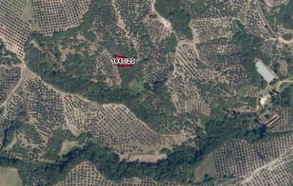 C21 Cius; Gemlik Muratoba'da 504 m2 Fırsat Zeytinlik