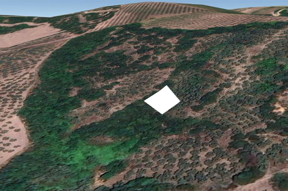 C21 Cius; Gemlik Muratoba'da 504 m2 Fırsat Zeytinlik