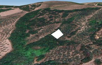C21 Cius; Gemlik Muratoba'da 504 m2 Fırsat Zeytinlik