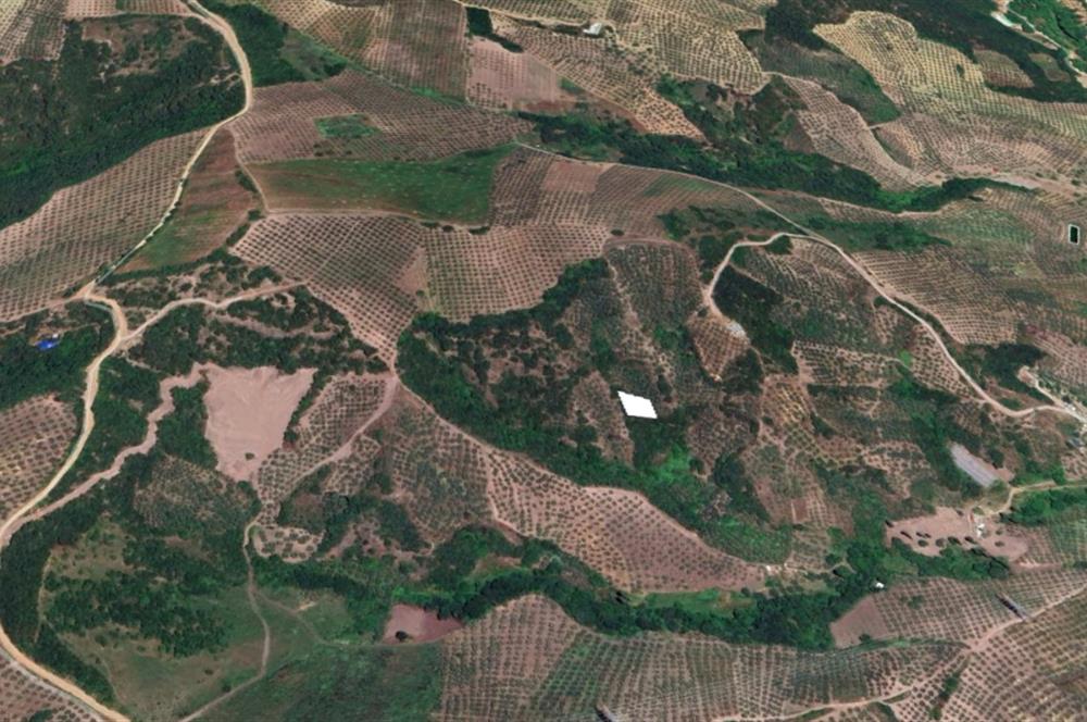 C21 Cius; Gemlik Muratoba'da 504 m2 Fırsat Zeytinlik