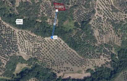 C21 Cius; Gemlik Muratoba'da 504 m2 Fırsat Zeytinlik