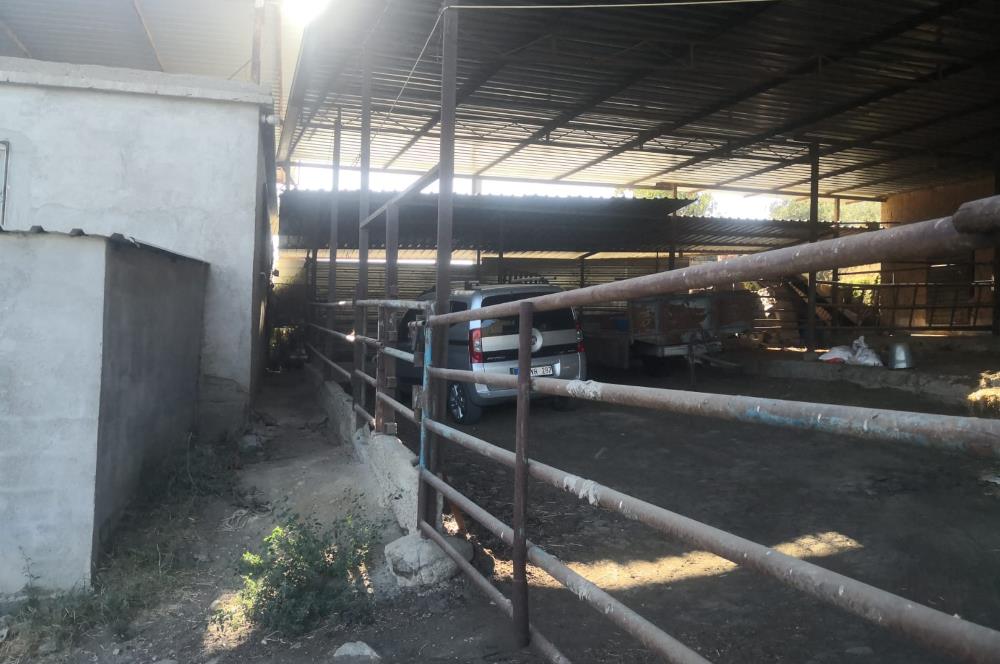 C21 Cius; Aydın Çine Bahçearası Muhteşem Verimli ve Kurulu Arazi