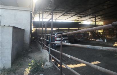 C21 Cius; Aydın Çine Bahçearası Muhteşem Verimli ve Kurulu Arazi