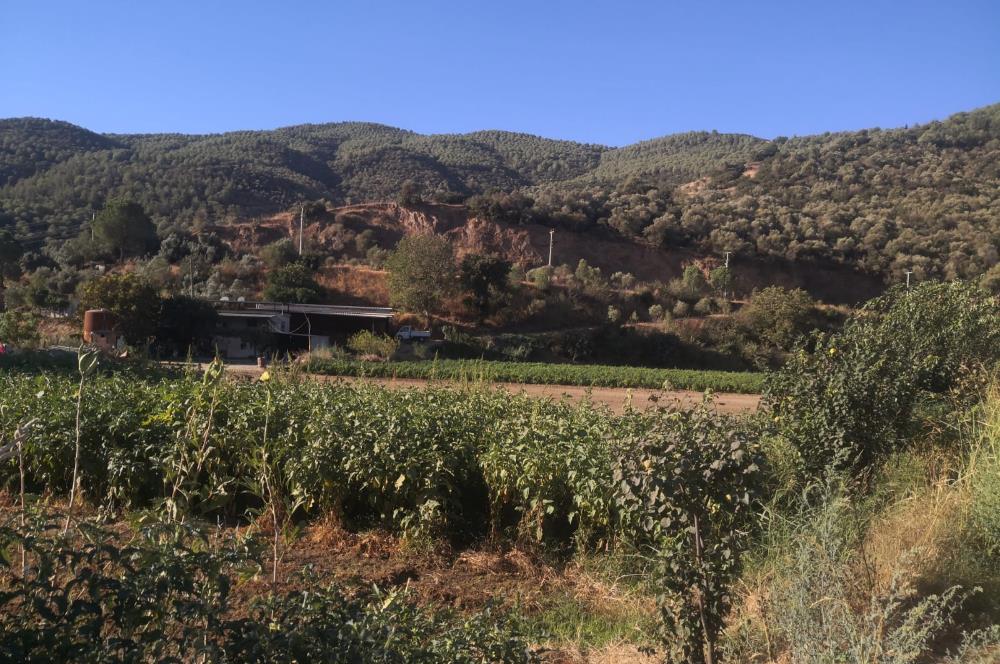 C21 Cius; Aydın Çine Bahçearası Muhteşem Verimli ve Kurulu Arazi