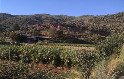 C21 Cius; Aydın Çine Bahçearası Muhteşem Verimli ve Kurulu Arazi