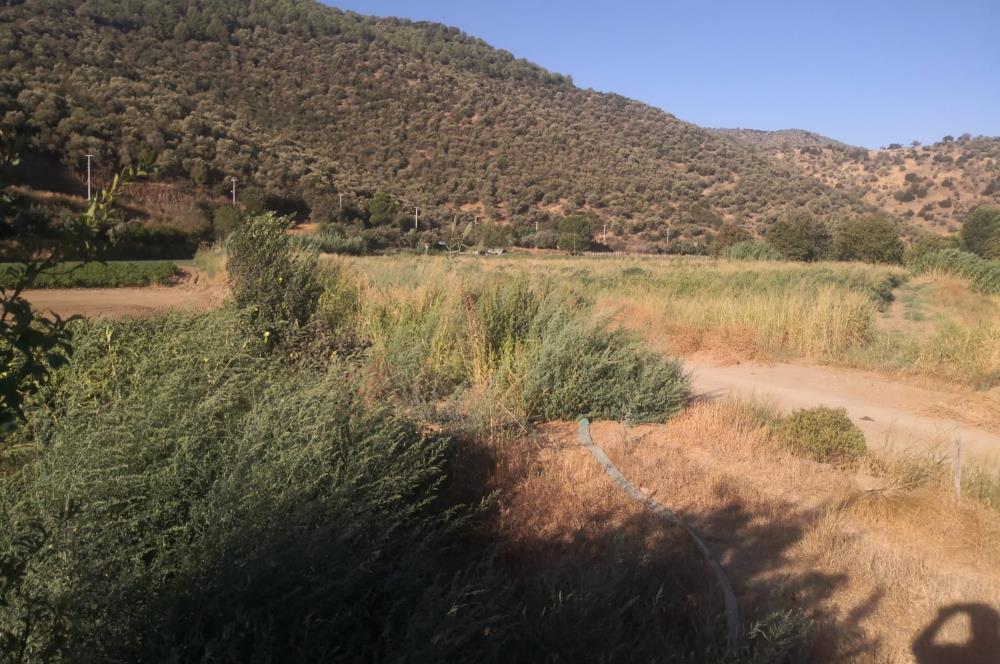 C21 Cius; Aydın Çine Bahçearası Muhteşem Verimli ve Kurulu Arazi