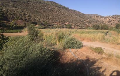 C21 Cius; Aydın Çine Bahçearası Muhteşem Verimli ve Kurulu Arazi