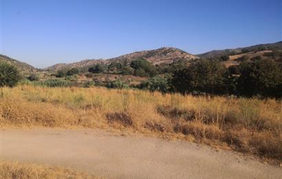 C21 Cius; Aydın Çine Bahçearası Muhteşem Verimli ve Kurulu Arazi