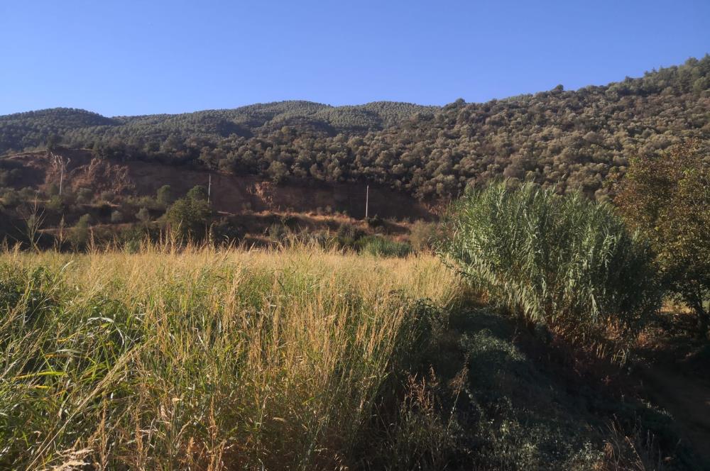 C21 Cius; Aydın Çine Bahçearası Muhteşem Verimli ve Kurulu Arazi