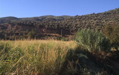 C21 Cius; Aydın Çine Bahçearası Muhteşem Verimli ve Kurulu Arazi