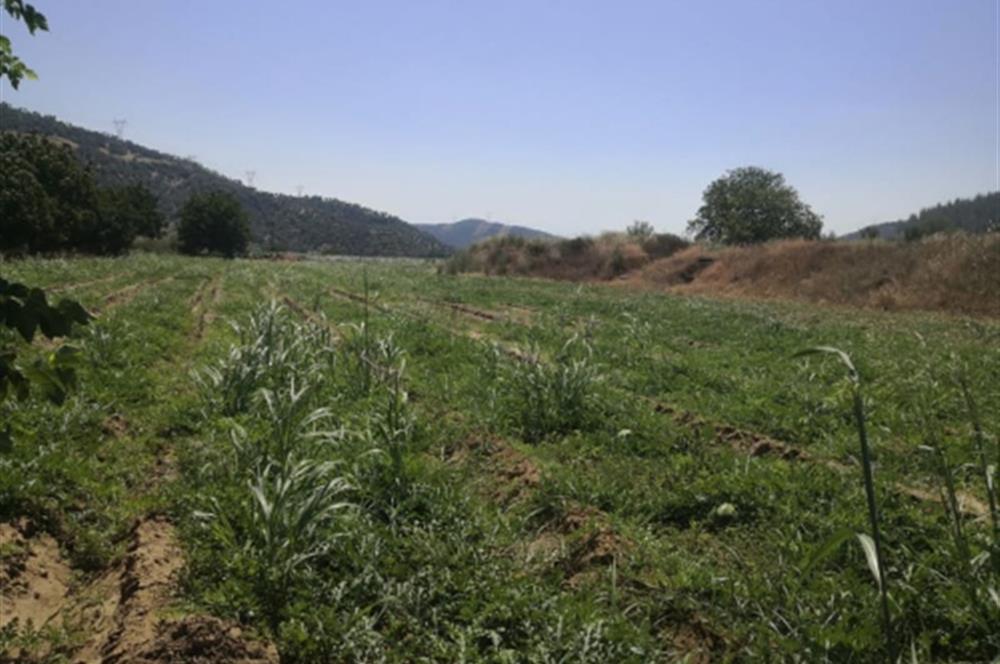 C21 Cius; Aydın Çine Bahçearası Muhteşem Verimli ve Kurulu Arazi