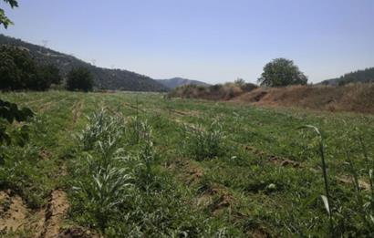 C21 Cius; Aydın Çine Bahçearası Muhteşem Verimli ve Kurulu Arazi