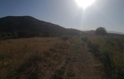 C21 Cius; Aydın Çine Bahçearası Muhteşem Verimli ve Kurulu Arazi