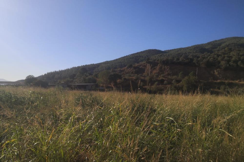 C21 Cius; Aydın Çine Bahçearası Muhteşem Verimli ve Kurulu Arazi