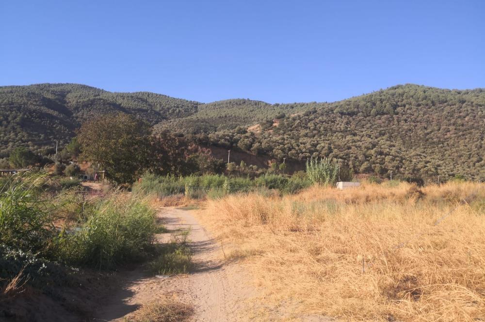 C21 Cius; Aydın Çine Bahçearası Muhteşem Verimli ve Kurulu Arazi