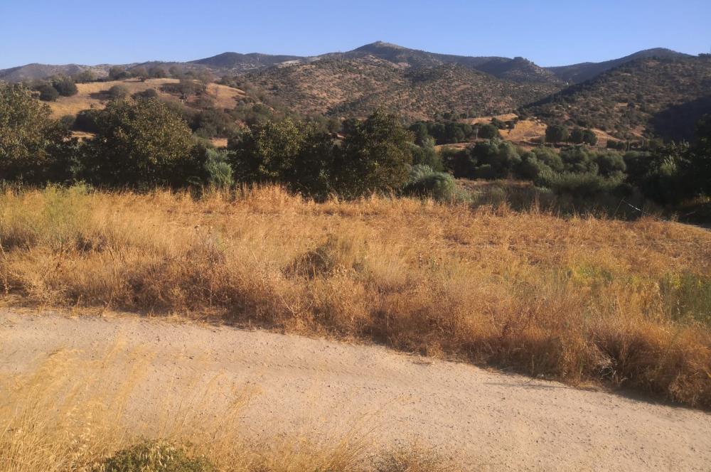 C21 Cius; Aydın Çine Bahçearası Muhteşem Verimli ve Kurulu Arazi