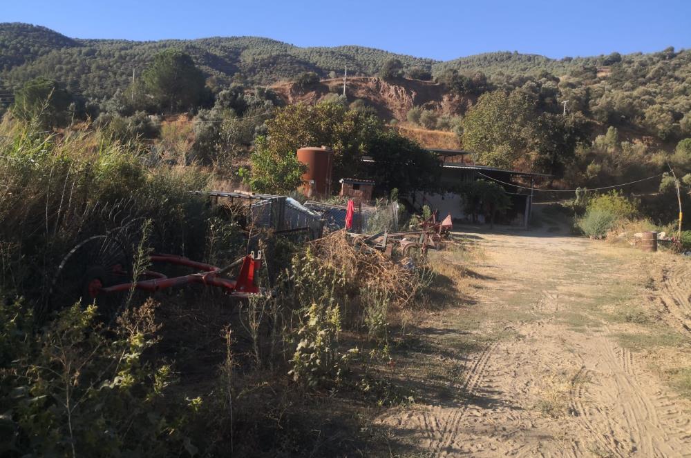 C21 Cius; Aydın Çine Bahçearası Muhteşem Verimli ve Kurulu Arazi