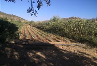 C21 Cius; Aydın Çine Bahçearası Muhteşem Verimli ve Kurulu Arazi - 1 - 29419