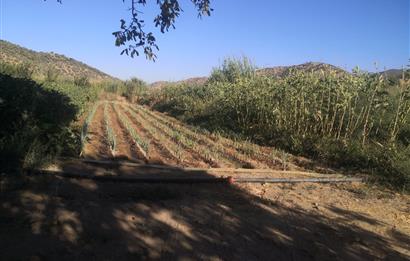 C21 Cius; Aydın Çine Bahçearası Muhteşem Verimli ve Kurulu Arazi