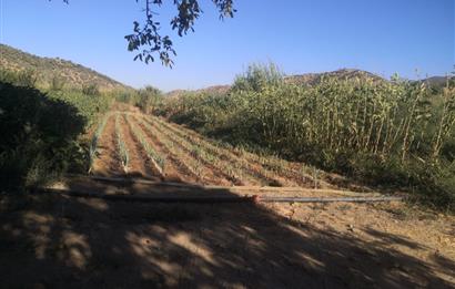 C21 Cius; Aydın Çine Bahçearası Muhteşem Verimli ve Kurulu Arazi