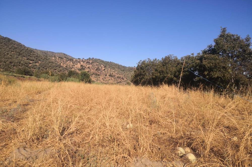 C21 Cius; Aydın Çine Bahçearası Muhteşem Verimli ve Kurulu Arazi