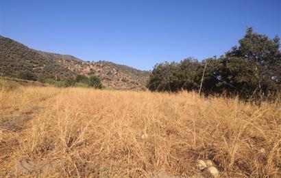 C21 Cius; Aydın Çine Bahçearası Muhteşem Verimli ve Kurulu Arazi