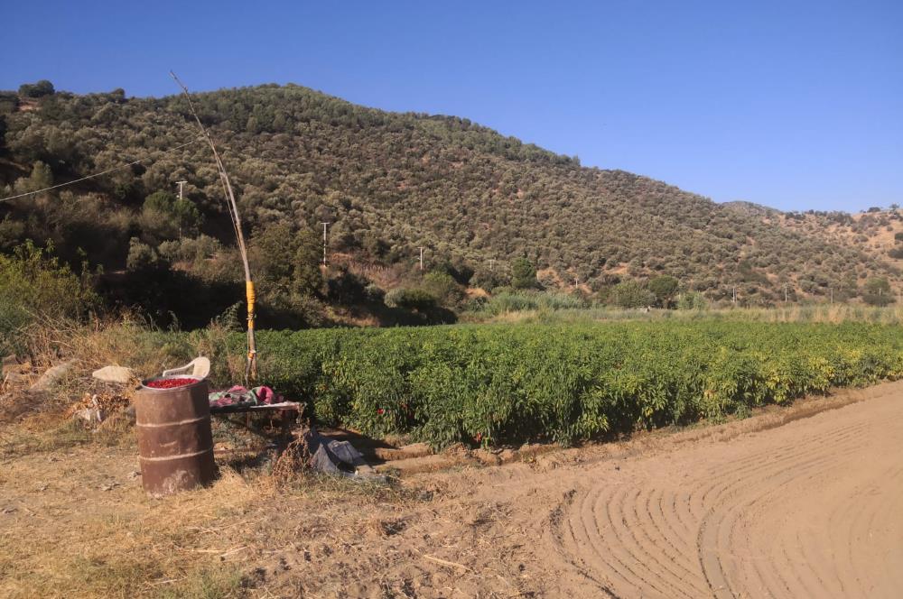 C21 Cius; Aydın Çine Bahçearası Muhteşem Verimli ve Kurulu Arazi