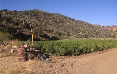 C21 Cius; Aydın Çine Bahçearası Muhteşem Verimli ve Kurulu Arazi