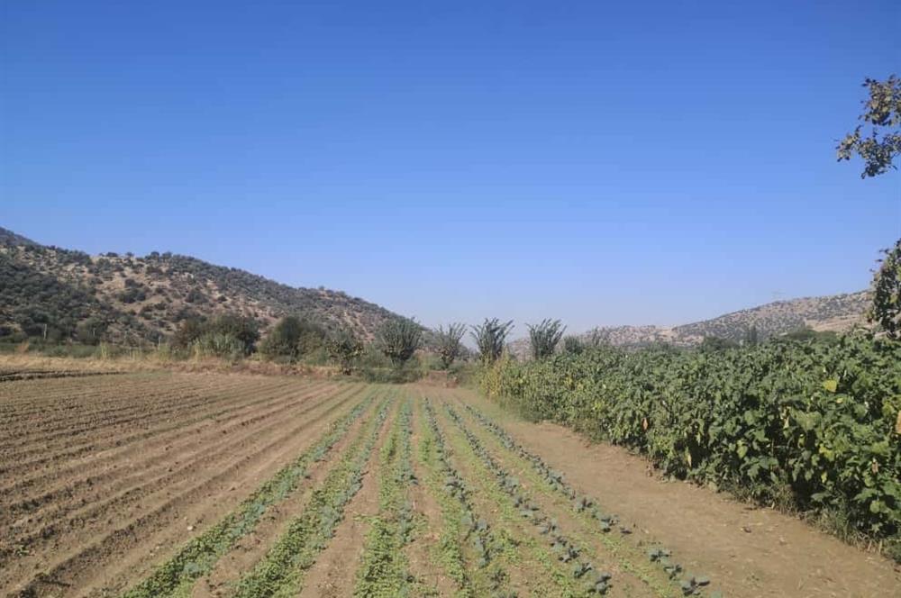 C21 Cius; Aydın Çine Bahçearası Muhteşem Verimli ve Kurulu Arazi