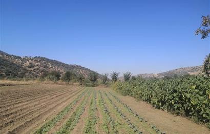 C21 Cius; Aydın Çine Bahçearası Muhteşem Verimli ve Kurulu Arazi