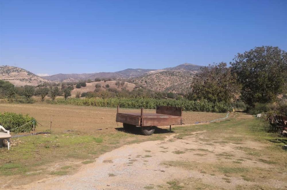 C21 Cius; Aydın Çine Bahçearası Muhteşem Verimli ve Kurulu Arazi