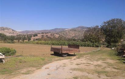 C21 Cius; Aydın Çine Bahçearası Muhteşem Verimli ve Kurulu Arazi