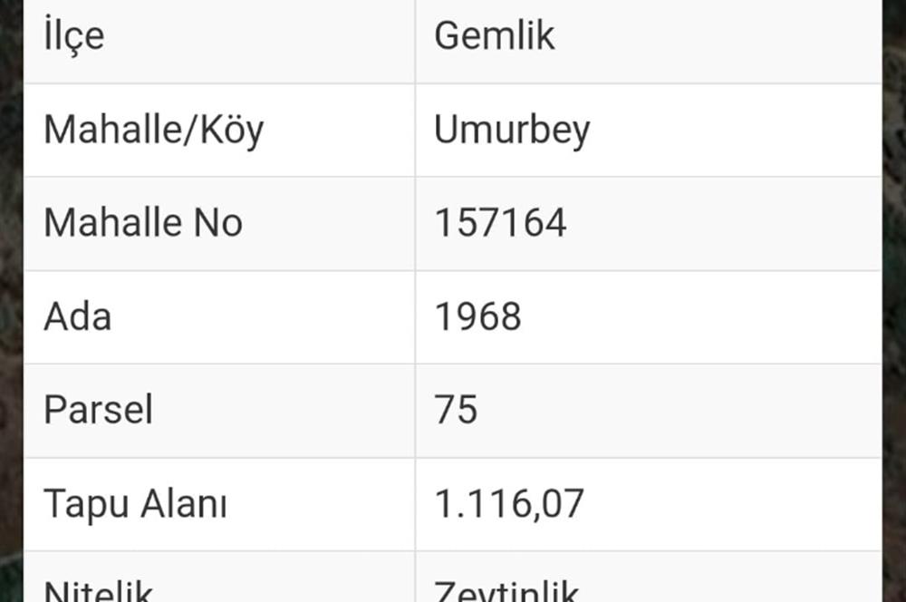 C21 Cius; Umurbey'de imara 300 m. Satılık Zeytinlik