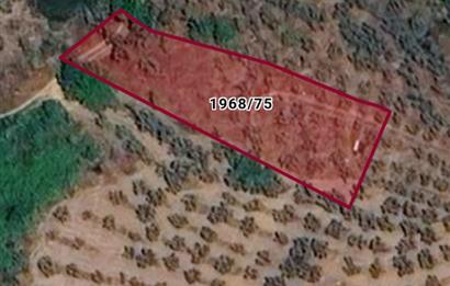 C21 Cius; Umurbey'de imara 300 m. Satılık Zeytinlik