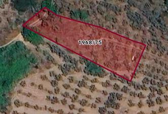 C21 Cius; Umurbey'de imara 300 m. Satılık Zeytinlik - 6 - 29416