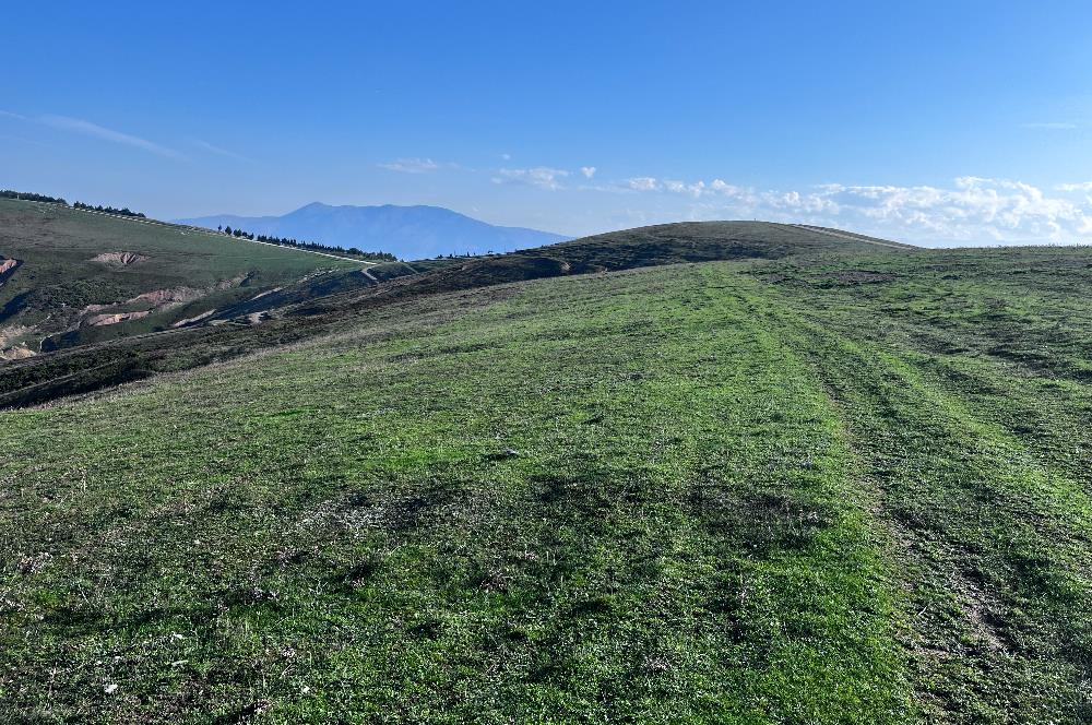 C21 Cius;Şahinyurdunda 4.837 m2 Ulaşımı Kolay Satılık Tarla